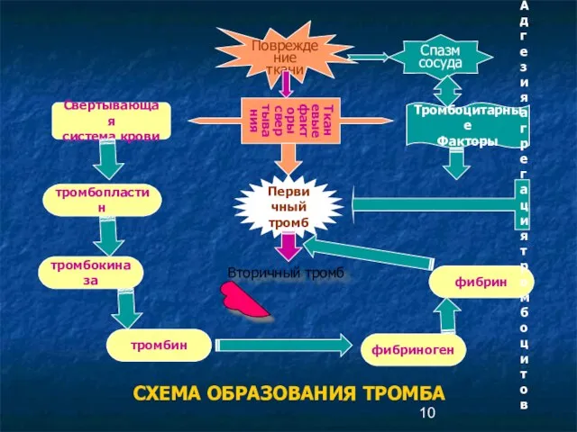 СХЕМА ОБРАЗОВАНИЯ ТРОМБА Повреждение ткани Свертывающая система крови Спазм сосуда тромбопластин