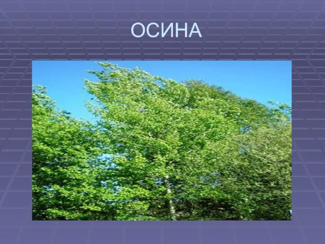 ОСИНА