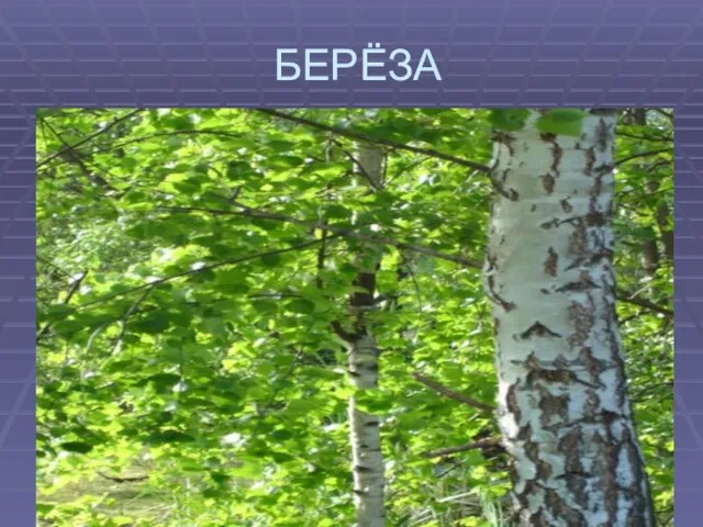 БЕРЁЗА