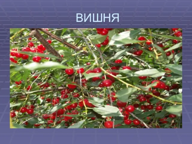 ВИШНЯ