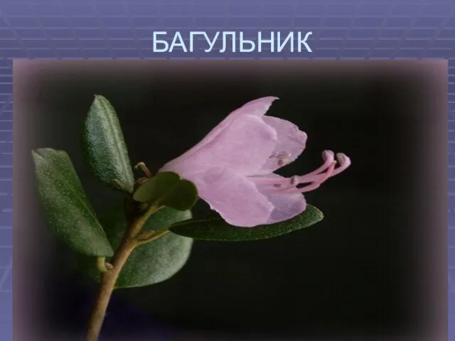 БАГУЛЬНИК