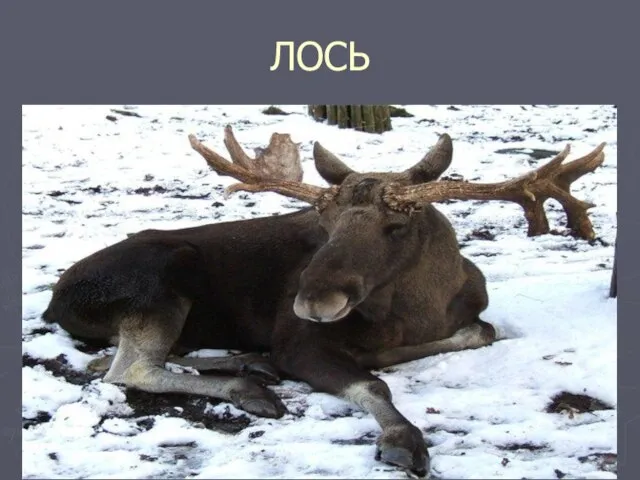 ЛОСЬ