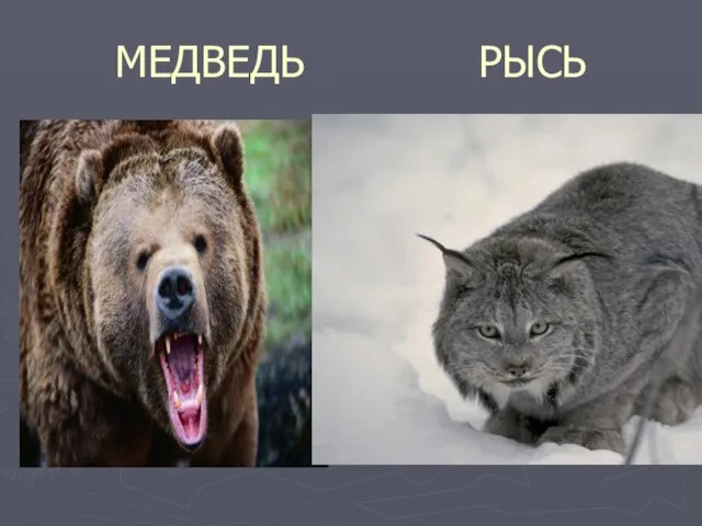 МЕДВЕДЬ РЫСЬ