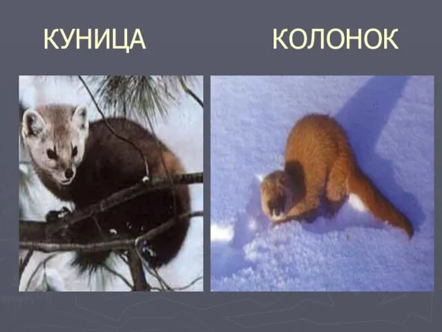 КУНИЦА КОЛОНОК