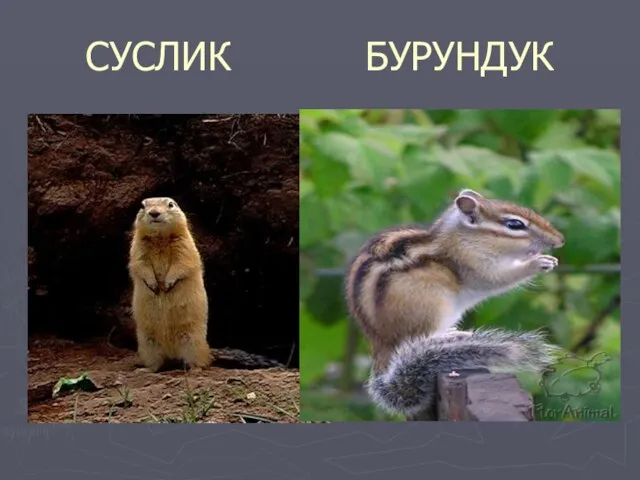 СУСЛИК БУРУНДУК