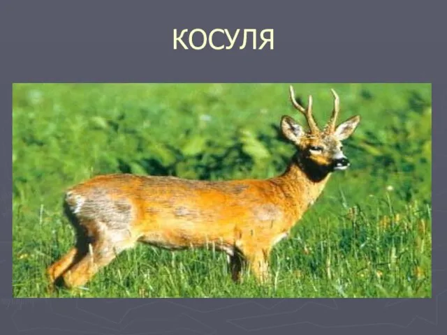 КОСУЛЯ