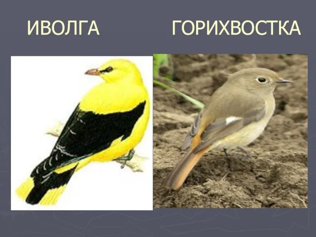 ИВОЛГА ГОРИХВОСТКА