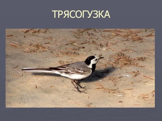 ТРЯСОГУЗКА