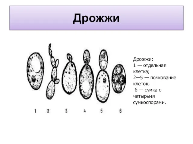 Дрожжи Дрожжи: 1 — отдельная клетка; 2—5 — почкование клеток; б — сумка с четырьмя сумкоспорами.