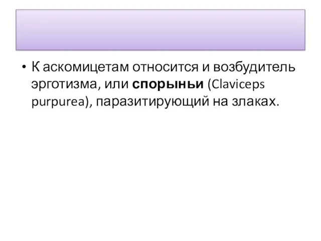 К аскомицетам относится и возбудитель эрготизма, или спорыньи (Claviceps purpurea), паразитирующий на злаках.