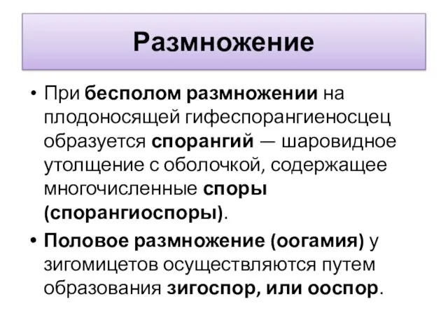 Размножение При бесполом размножении на плодоносящей гифеспорангиеносцец образуется спорангий — шаровидное