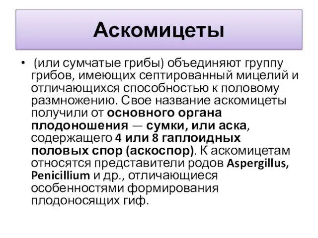 Аскомицеты (или сумчатые грибы) объединяют группу грибов, имеющих септированный мицелий и