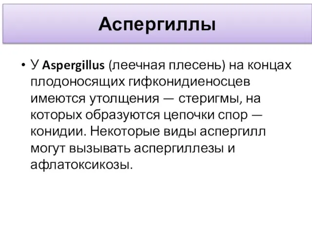 Аспергиллы У Aspergillus (леечная плесень) на концах плодоносящих гифконидиеносцев имеются утолщения