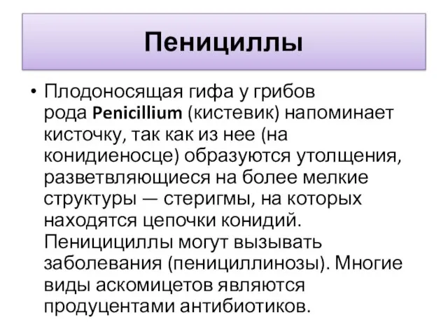 Пенициллы Плодоносящая гифа у грибов рода Penicillium (кистевик) напоминает кисточку, так