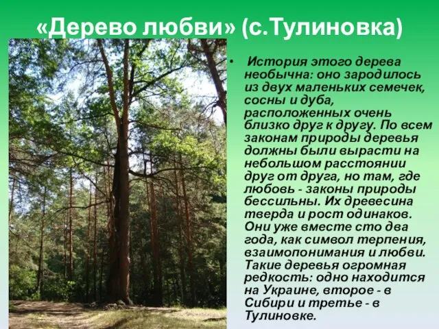 «Дерево любви» (с.Тулиновка) История этого дерева необычна: оно зародилось из двух