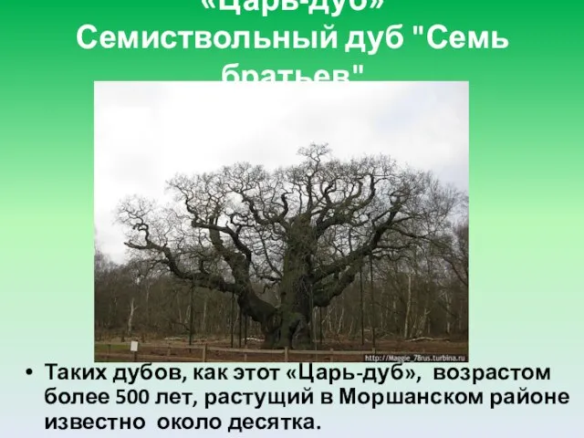 «Царь-дуб» Семиствольный дуб "Семь братьев" Таких дубов, как этот «Царь-дуб», возрастом