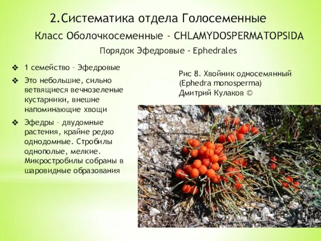 2.Систематика отдела Голосеменные Класс Оболочкосеменные - CHLAMYDOSPERMATOPSIDA Порядок Эфедровые - Ephedrales