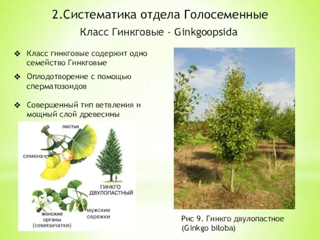 2.Систематика отдела Голосеменные Класс Гинкговые - Ginkgoopsida Класс гинкговые содержит одно