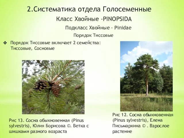 2.Систематика отдела Голосеменные Класс Хвойные -PINOPSIDA Порядок Тиссовые Подкласс Хвойные -