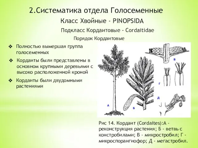 2.Систематика отдела Голосеменные Класс Хвойные - PINOPSIDA Подкласс Кордаитовые - Cordaitidae