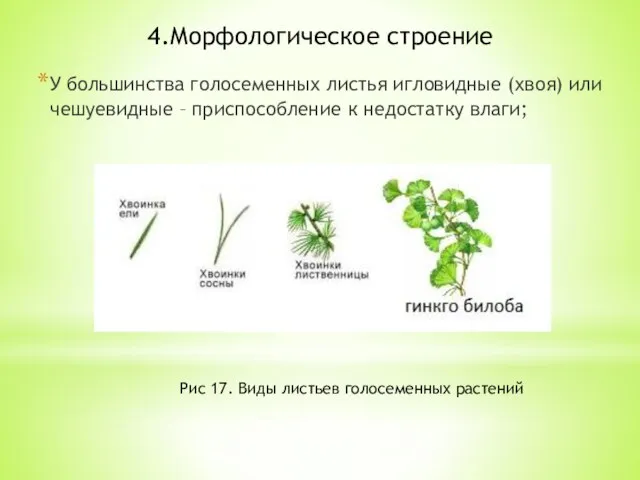 4.Морфологическое строение У большинства голосеменных листья игловидные (хвоя) или чешуевидные –