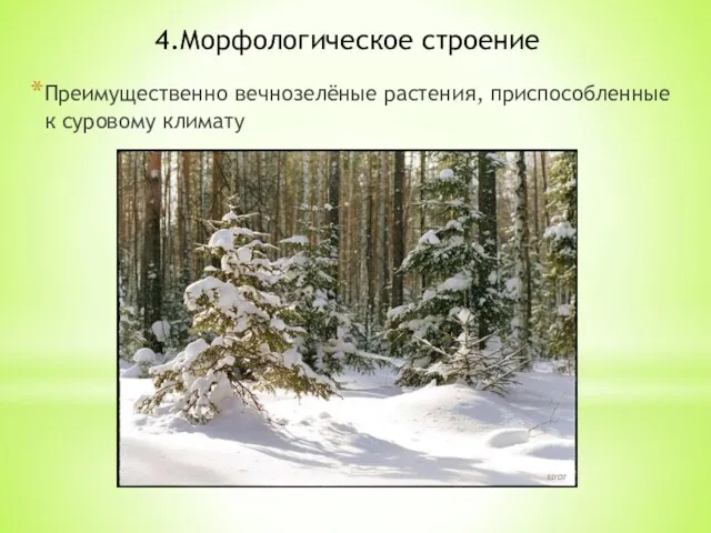 4.Морфологическое строение Преимущественно вечнозелёные растения, приспособленные к суровому климату