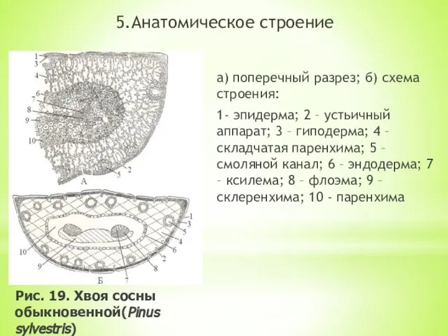 5.Анатомическое строение а) поперечный разрез; б) схема строения: 1- эпидерма; 2