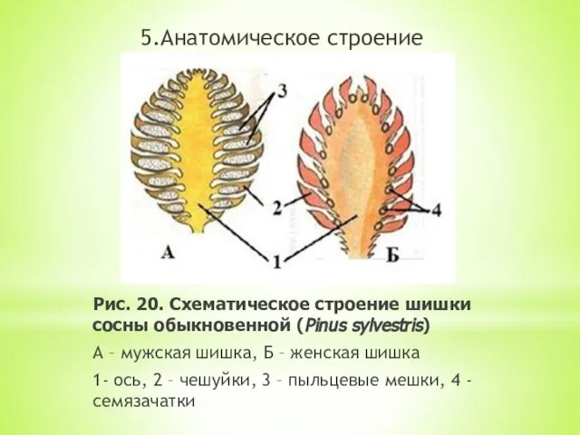 5.Анатомическое строение Рис. 20. Схематическое строение шишки сосны обыкновенной (Pinus sylvestris)