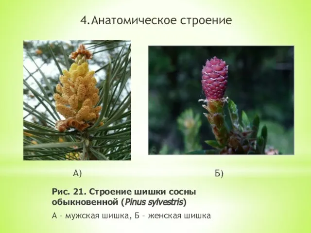 4.Анатомическое строение Рис. 21. Строение шишки сосны обыкновенной (Pinus sylvestris) А