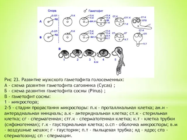 Рис 23. Развитие мужского гаметофита голосеменных: А - схема развития гаметофита