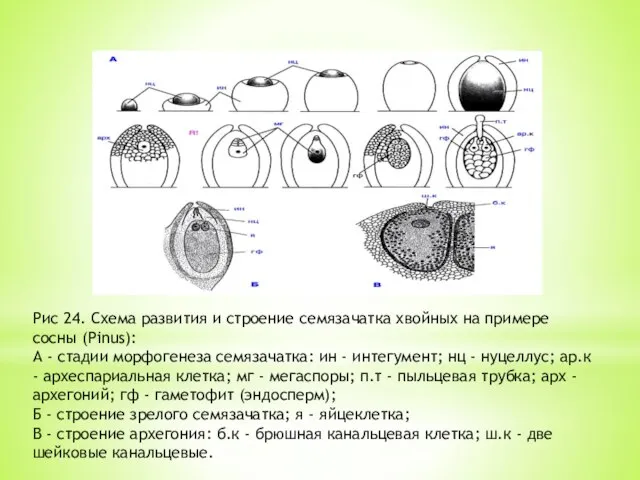 Рис 24. Схема развития и строение семязачатка хвойных на примере сосны