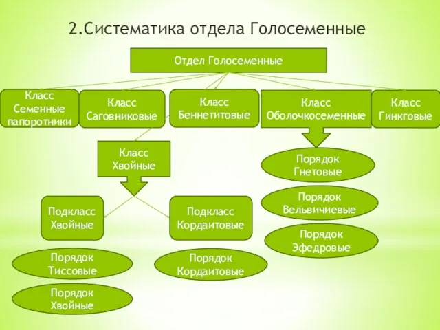 2.Систематика отдела Голосеменные Отдел Голосеменные Класс Семенные папоротники Класс Саговниковые Класс