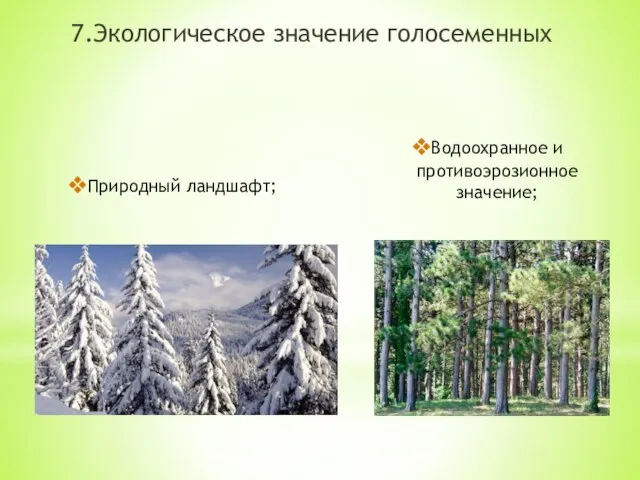 Природный ландшафт; Водоохранное и противоэрозионное значение; 7.Экологическое значение голосеменных