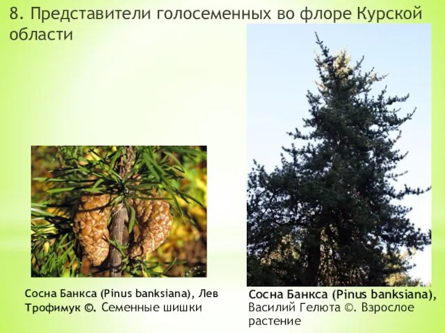 8. Представители голосеменных во флоре Курской области Сосна Банкса (Pinus banksiana),