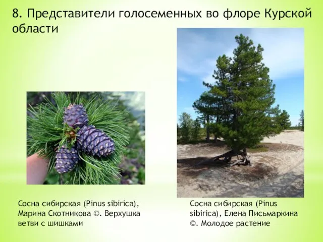 8. Представители голосеменных во флоре Курской области Сосна сибирская (Pinus sibirica),