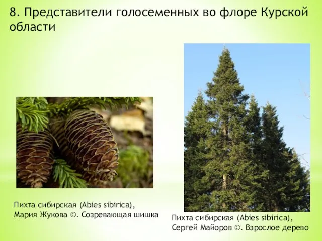 Пихта сибирская (Abies sibirica), Сергей Майоров ©. Взрослое дерево 8. Представители