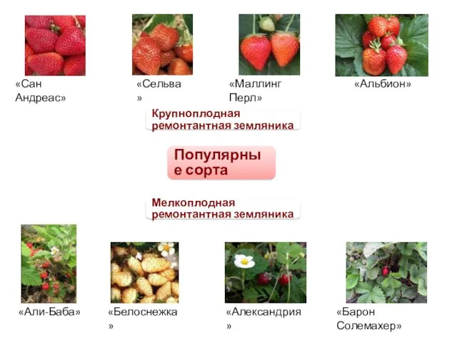 Популярные сорта Мелкоплодная ремонтантная земляника Крупноплодная ремонтантная земляника «Сан Андреас» «Маллинг