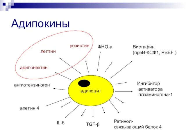 Адипокины лептин ФНО-а Вистафин (преВ-КСФ1, PBEF ) адипонектин Ретинол- связывающий белок