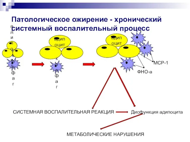 Патологическое ожирение - хронический системный воспалительный процесс MCP-1 ФНО-а СИСТЕМНАЯ ВОСПАЛИТЕЛЬНАЯ РЕАКЦИЯ Дисфункция адипоцита МЕТАБОЛИЧЕСКИЕ НАРУШЕНИЯ