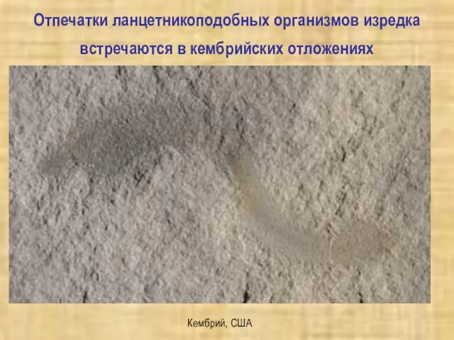 Отпечатки ланцетникоподобных организмов изредка встречаются в кембрийских отложениях Кембрий, США