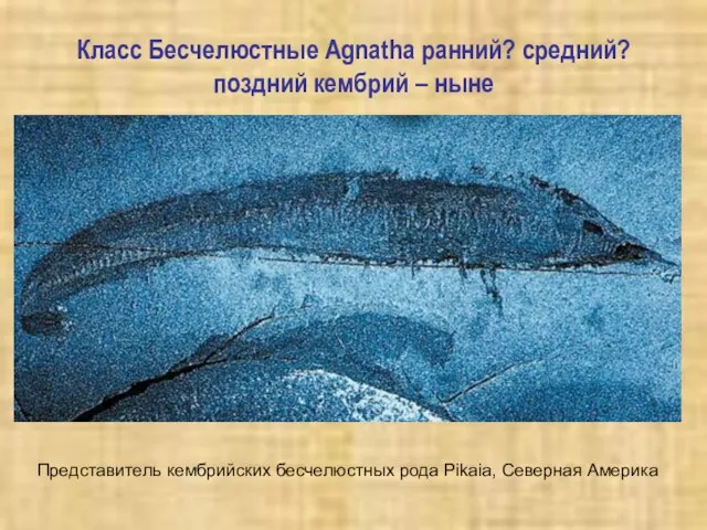 Класс Бесчелюстные Agnatha ранний? средний? поздний кембрий – ныне Представитель кембрийских бесчелюстных рода Pikaia, Северная Америка