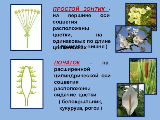 ПРОСТОЙ ЗОНТИК - на вершине оси соцветия расположены цветки, на одинаковых