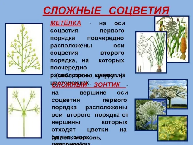 СЛОЖНЫЕ СОЦВЕТИЯ МЕТЁЛКА - на оси соцветия первого порядка поочередно расположены