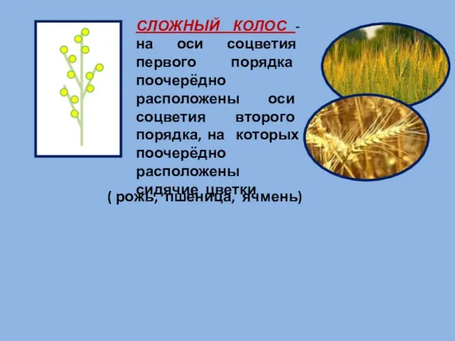 СЛОЖНЫЙ КОЛОС - на оси соцветия первого порядка поочерёдно расположены оси