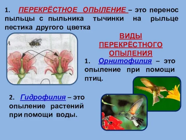 1. ПЕРЕКРЁСТНОЕ ОПЫЛЕНИЕ – это перенос пыльцы с пыльника тычинки на