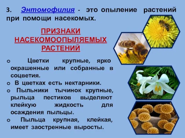 3. Энтомофилия - это опыление растений при помощи насекомых. ПРИЗНАКИ НАСЕКОМООПЫЛЯЕМЫХ