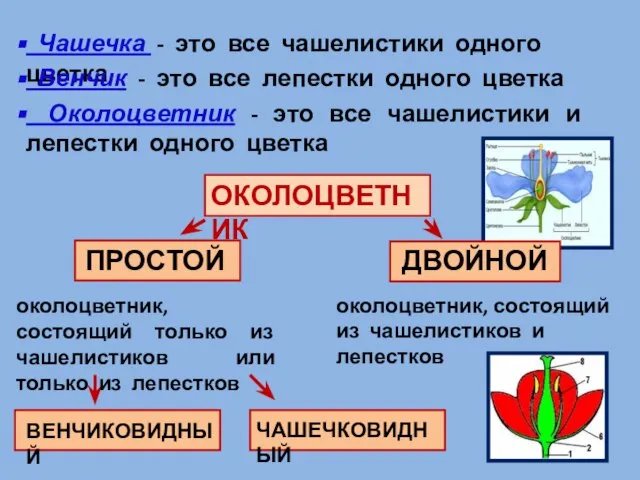 Чашечка - это все чашелистики одного цветка Венчик - это все