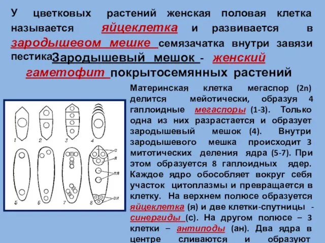 У цветковых растений женская половая клетка называется яйцеклетка и развивается в