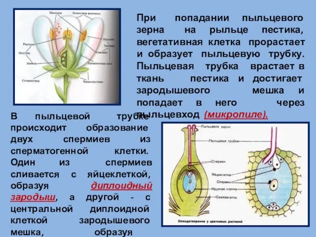 При попадании пыльцевого зерна на рыльце пестика, вегетативная клетка прорастает и