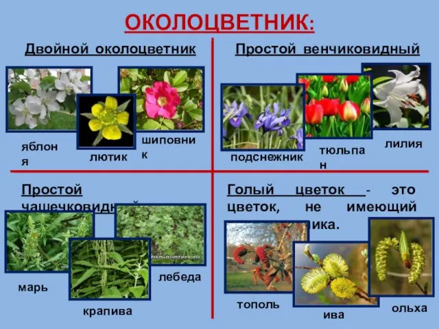 ОКОЛОЦВЕТНИК: Двойной околоцветник яблоня лютик шиповник Простой венчиковидный подснежник тюльпан лилия